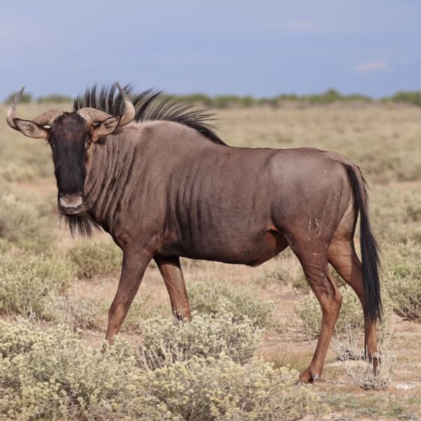 Blue Wildebeest