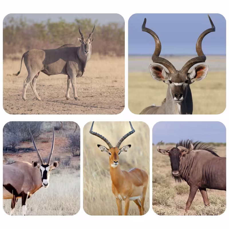 Bush King