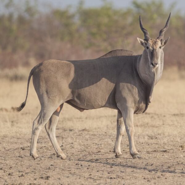 Eland