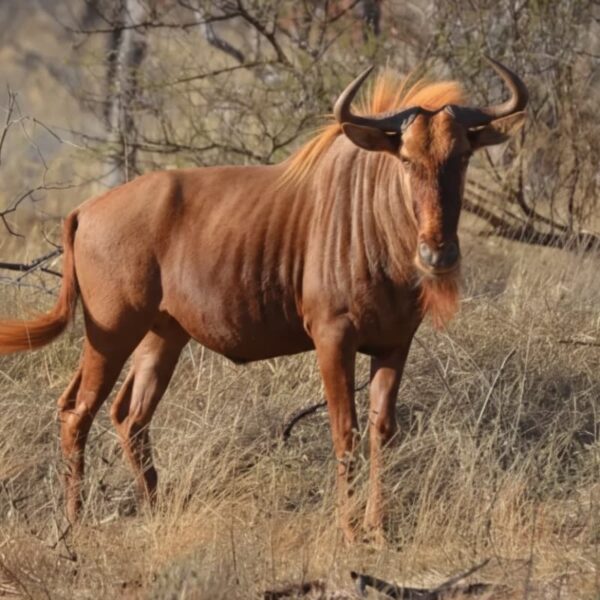 Golden Wildebeest