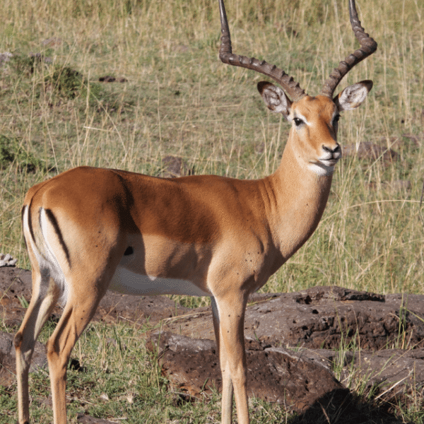 Impala