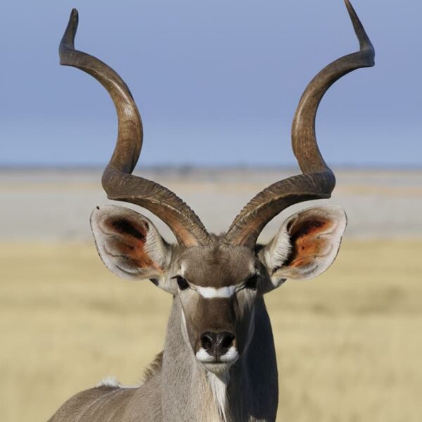 Kudu