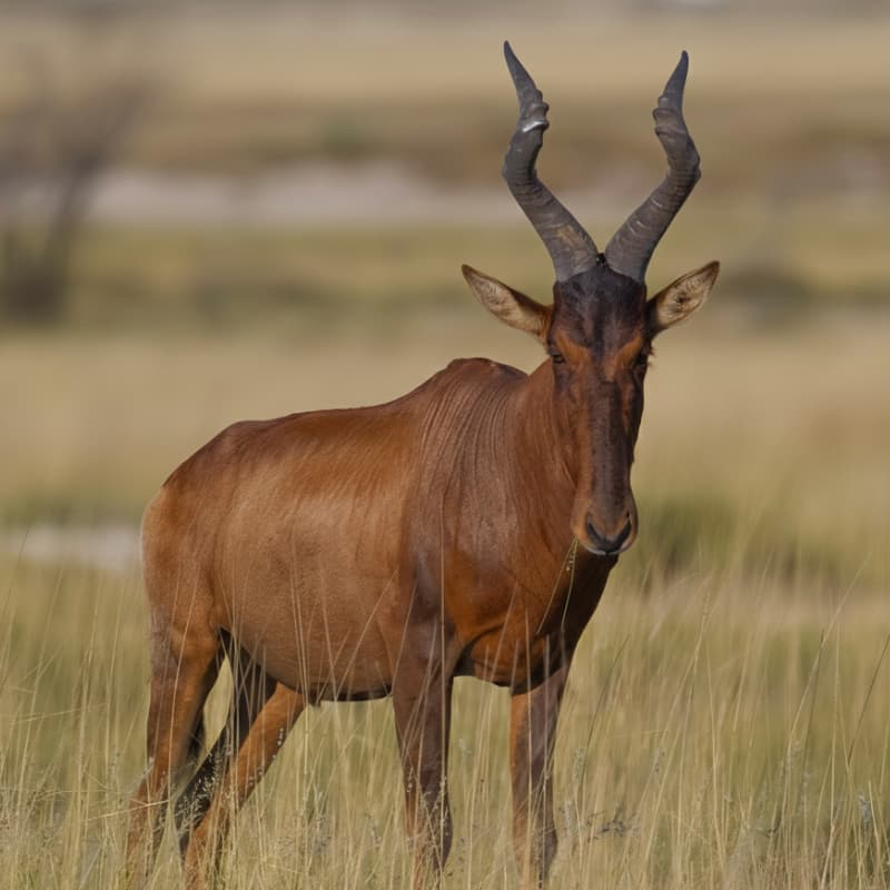 Red Hartebeest