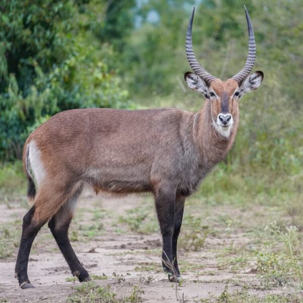 Waterbuck